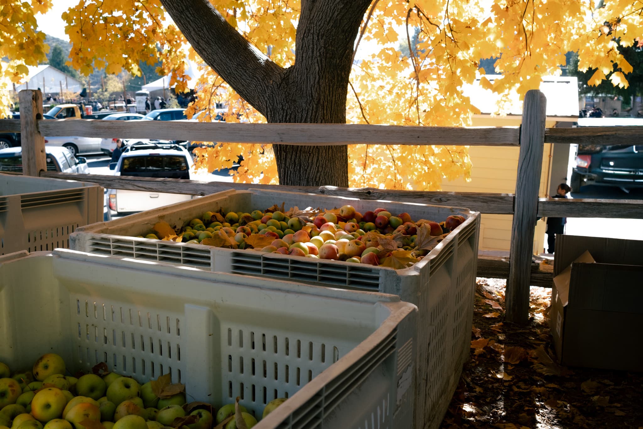 南加州 Apple Butter Festival|在冬天來臨前,把秋天慢慢熬成一鍋蘋果醬